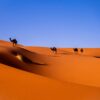 camels in a desert