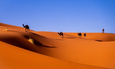 camels in a desert